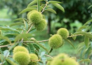 熱海で楽しむ絶品フレンチガイド2025年版：おすすめレストランと絶対外せないグルメ情報